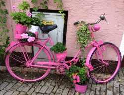 Rosa Fahrrad